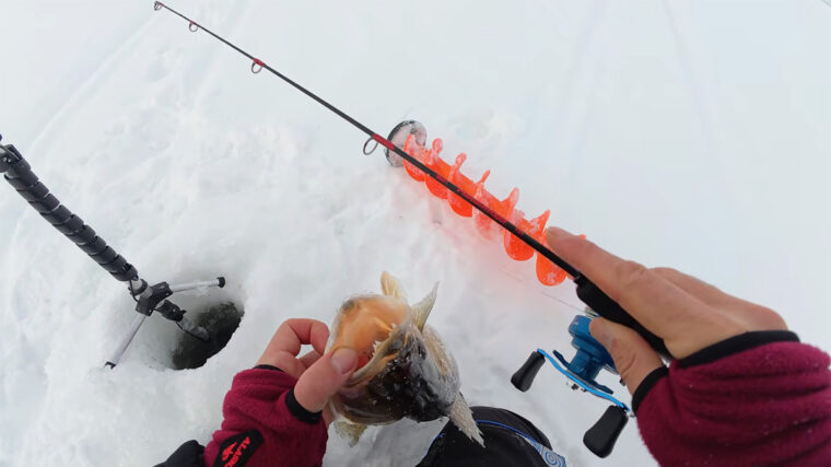 Забудьте про активну гру: чому в лютому судак реагує лише на довгу паузу
