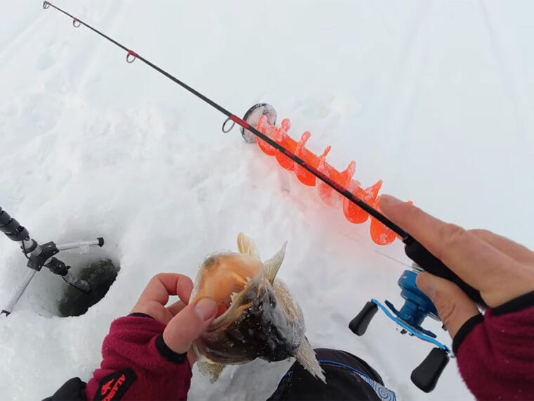 Забудьте про активну гру: чому в лютому судак реагує лише на довгу паузу