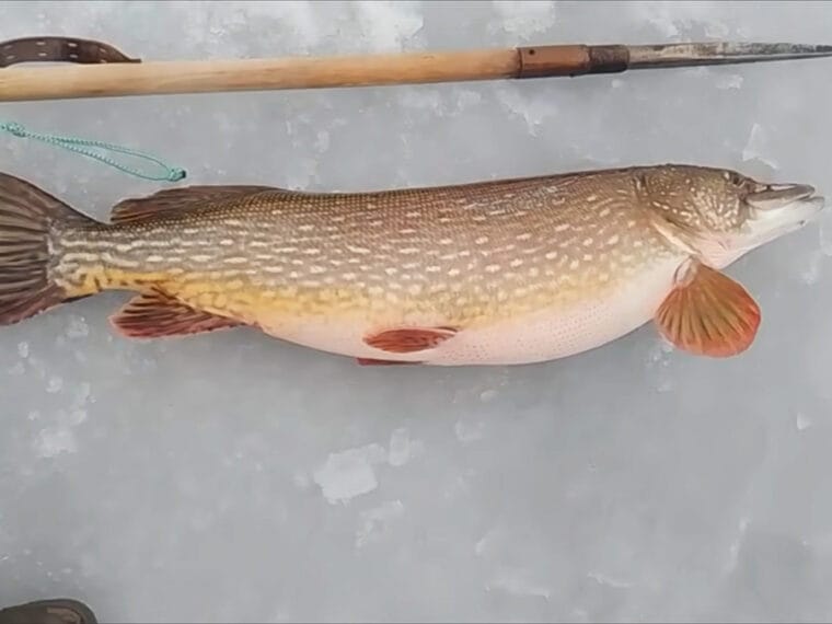 Щуку запретили до 31 марта: где под Киевом уже клюет плотва и как не попасть на 3468 грн