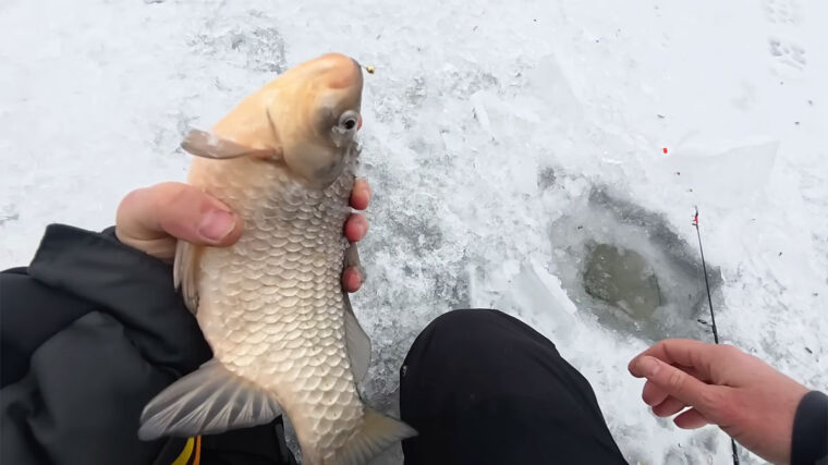 Великий карась на Пслі: де шукати рибу в глухому лісі прямо зараз