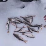 Почему тонкая леска в камышах лишает вас трофея даже при хорошей поклевке