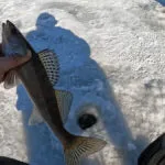 Ловля сазана и крупного карася со льда на Днепре в Черкассах: анализ точки