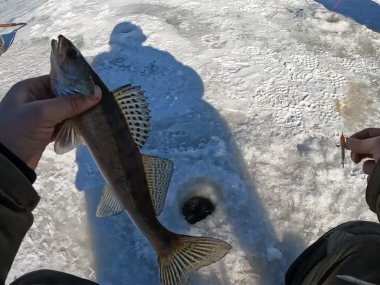 Зимняя рыбалка на судака на Киевском водохранилище, балансир на льду рядом с лункой