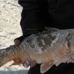 Фідер на Дніпрі під Києвом: тест Flagman Strum Distance і відкриття сезону 2026