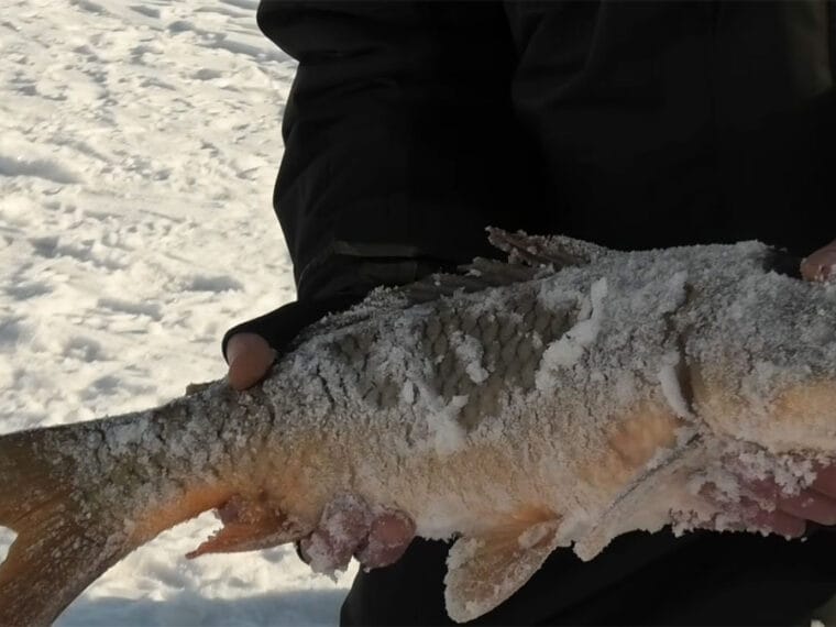 Зимова риболовля на Дніпрі: ловля плітки та коропа в лютому