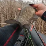 3 наживки, які реально працюють по карасю у квітні