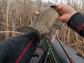 3 наживки, які реально працюють по карасю у квітні