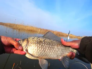 Чим ароматизувати прикормку на карася у квітні: 3 запахи, які реально працюють