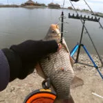 Чому карась не клює у холодній воді: помилка з прикормкою, яку роблять майже всі