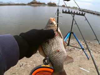 Чому карась не клює у холодній воді: помилка з прикормкою, яку роблять майже всі