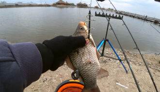 Чому карась не клює у холодній воді: помилка з прикормкою, яку роблять майже всі