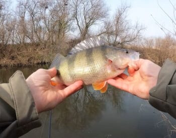 Чому великий окунь не клює: пояснення вчених