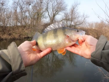 Чому великий окунь не клює: пояснення вчених