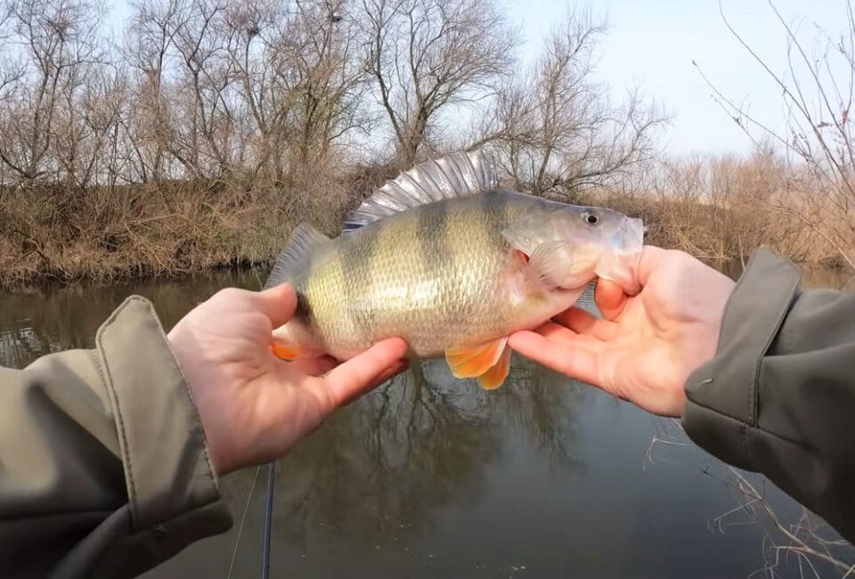 Чому великий окунь не клює: пояснення вчених