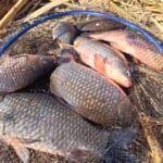 Почему силиконовые приманки слипаются в коробке и теряют форму: простой способ спасает приманки