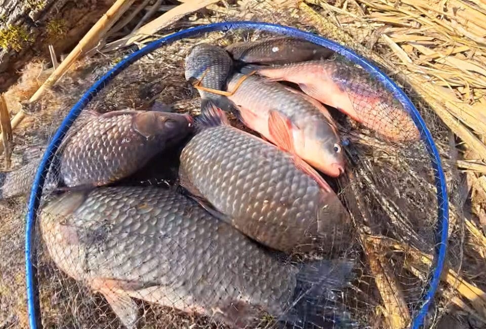 Что добавляют в прикормку опытные рыболовы весной: доступные компоненты, которые собирают рыбу быстрее