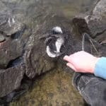 Що додати в прикормку в холодній воді: компонент, який “вмикає” пасивну рибу