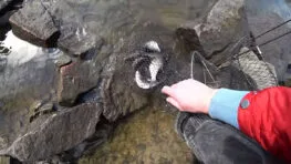 Де клює плітка в Києві: огляд місць у березні 2026