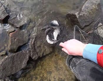 Де клює плітка в Києві: огляд місць у березні 2026