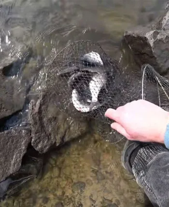 Де клює плітка в Києві: огляд місць у березні 2026