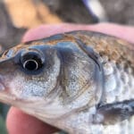 У Черкасах розпочався хід плітки: на що клює і де шукати рибу на Дніпрі