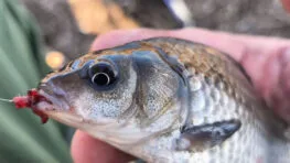 Де шукати карася на Дніпрі в березні - на глибині чи на мілководді?