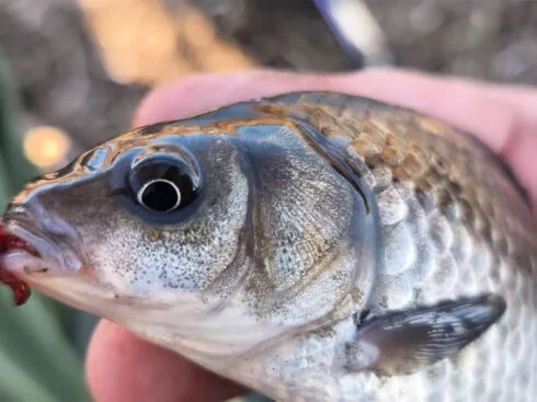 Де шукати карася на Дніпрі в березні - на глибині чи на мілководді?