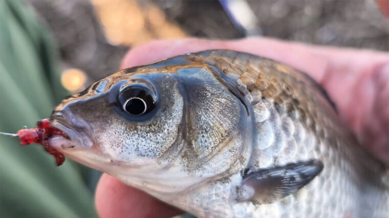 Де шукати карася на Дніпрі в березні - на глибині чи на мілководді?