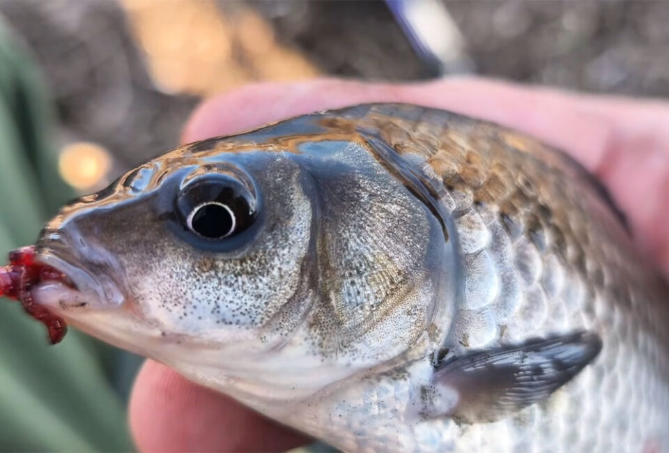 Де шукати карася на Дніпрі в березні - на глибині чи на мілководді?