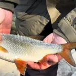 Додайте в прикормку на плітку перед риболовлею - і зграя стоятиме годинами: секретна добавка рибалок