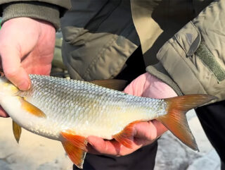 Додайте в прикормку на плітку перед риболовлею - і зграя стоятиме годинами: секретна добавка рибалок