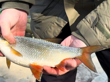 Додайте в прикормку на плітку перед риболовлею – і зграя стоятиме годинами: секретна добавка рибалок