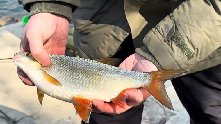 Додайте в прикормку на плітку перед риболовлею - і зграя стоятиме годинами: секретна добавка рибалок