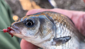 Где искать карася на Днепре в марте - на глубине или на мелководье?