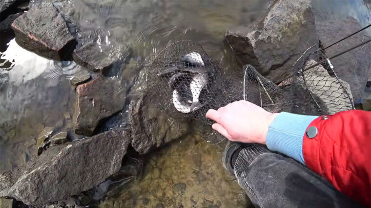 Где клюет плотва в Киеве: обзор мест в марте 2026