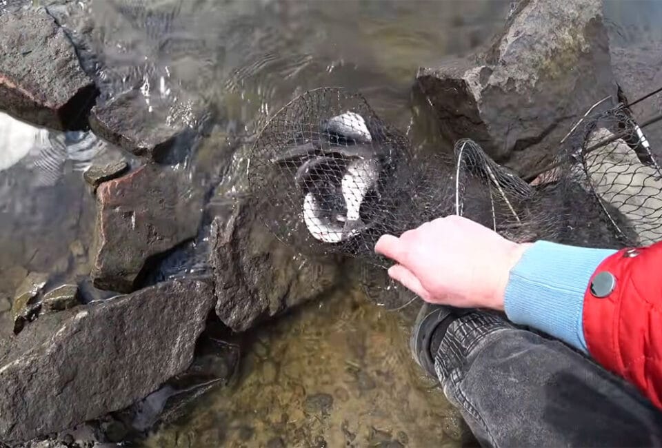 Где клюет плотва в Киеве: обзор мест в марте 2026