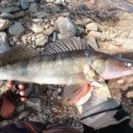 Где искать судака на русле Каневского водохранилища весной