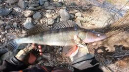 Хижак з берега Канівське водосховище весна - найкращі місця