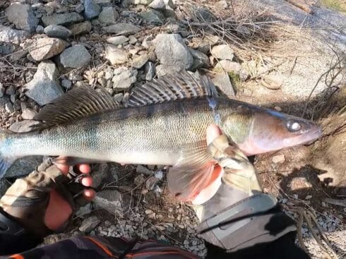 Хижак з берега Канівське водосховище весна - найкращі місця