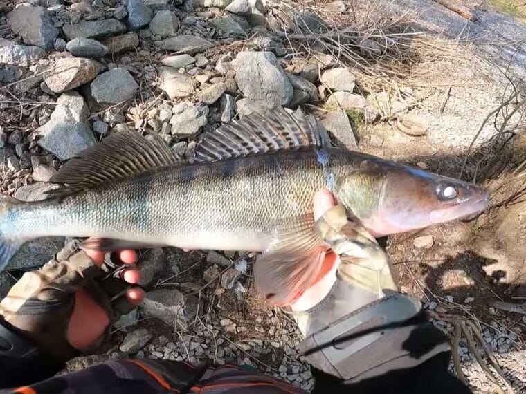 Хижак з берега Канівське водосховище весна - найкращі місця
