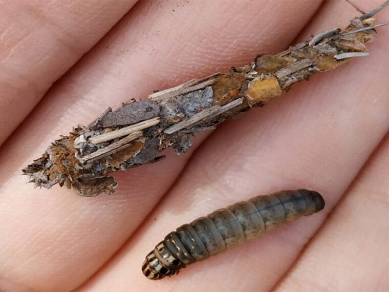 Как ловить крупную плотву весной: секрет личинки ручейника (шитика)