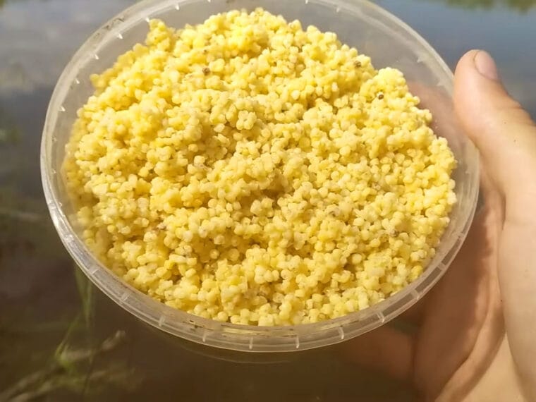 Как обычный чеснок активирует клев карася и леща - рецепт и механика работы