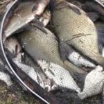 Киевский гуру рыбалки раскрыл «тайные» места на Десне для улова трофеев