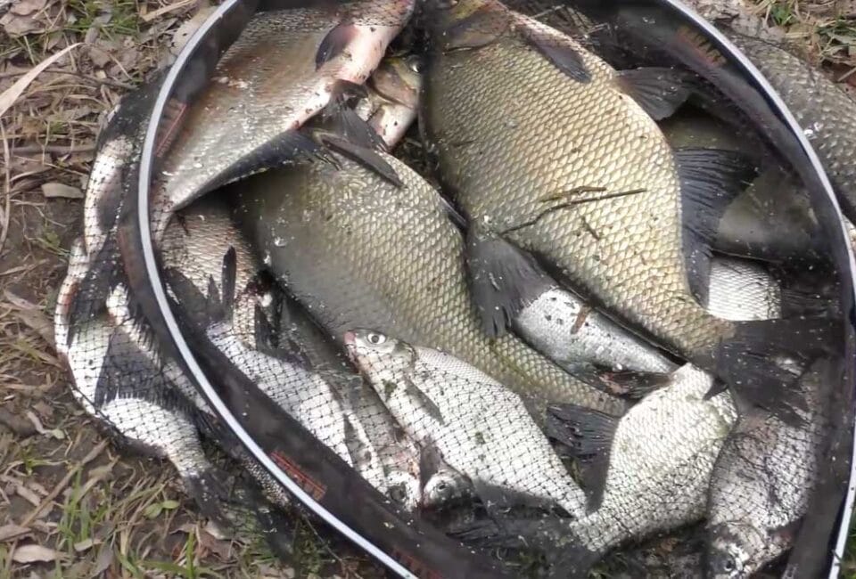 Как правильно добавлять опарыша в прикормку на леща: лайфхаки и дозировка