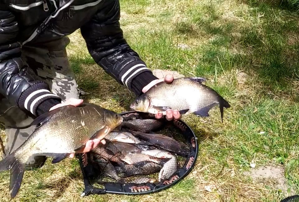 Как улучшить клев леща весной: добавьте 3 простых компонента в прикормку