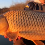 Забудьте об опарыше: почему весной на малых реках крупная плотва выбирает только «шитика»