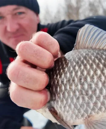 Клювання карася на Дніпрі: риба змістилася на глибину