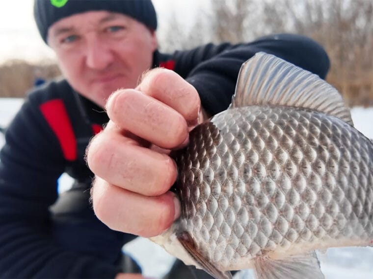 Клювання карася на Дніпрі: риба змістилася на глибину