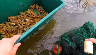 Когда разрешат ловить раков в Украине в 2026: сроки и ограничения