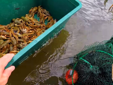 Коли дозволять ловити раків в Україні у 2026: строки та обмеження